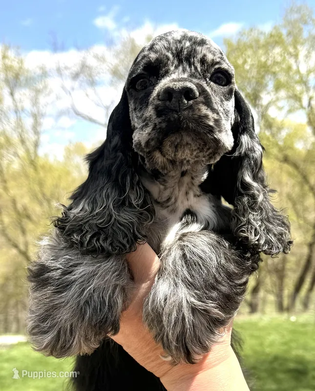 Bluebell  – Cocker Spaniel puppy for sale in Bay City, WI