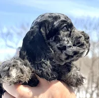 Bluebell , a female Cocker Spaniel for sale in Bay City, WI – Photo 8 of 9