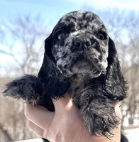 Bluebell , a female Cocker Spaniel for sale in Bay City, WI – Photo 4 of 9