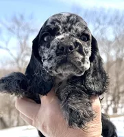Bluebell , a female Cocker Spaniel for sale in Bay City, WI – Photo 7 of 9