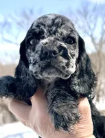 Bluebell , a female Cocker Spaniel for sale in Bay City, WI – Photo 2 of 9