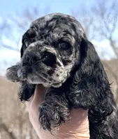 Bluebell , a female Cocker Spaniel for sale in Bay City, WI – Photo 3 of 9