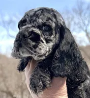 Bluebell , a female Cocker Spaniel for sale in Bay City, WI – Photo 6 of 9