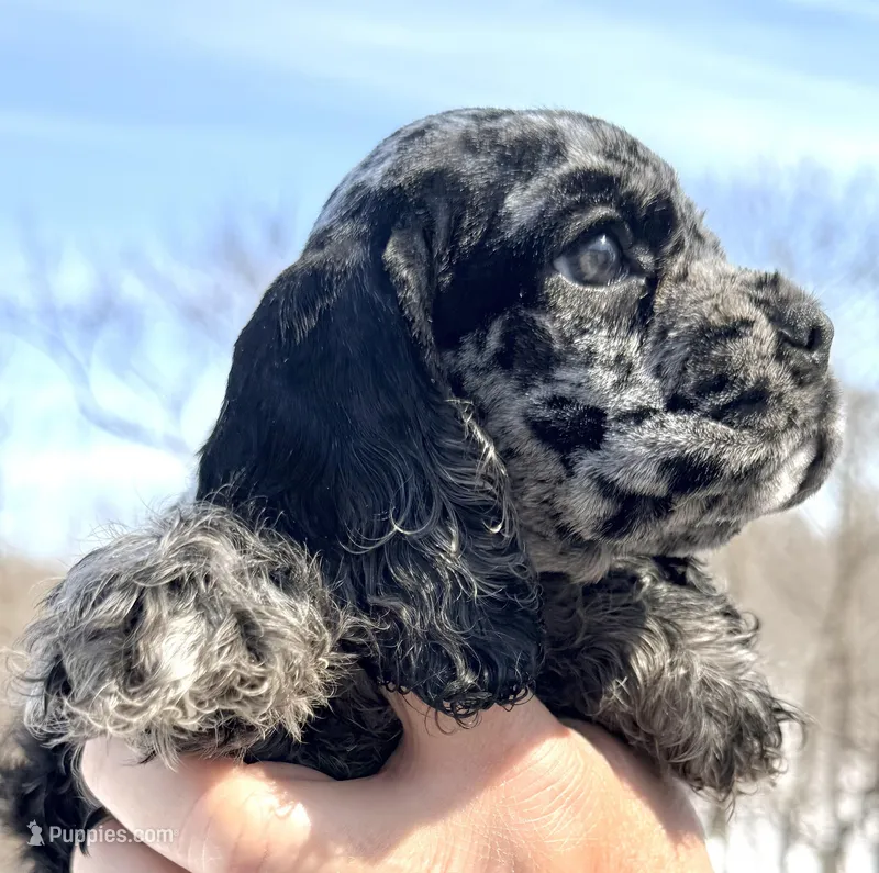 Bluebell  – Cocker Spaniel puppy for sale in Bay City, WI