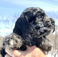Bluebell , a female Cocker Spaniel for sale in Bay City, WI – Photo 1 of 9