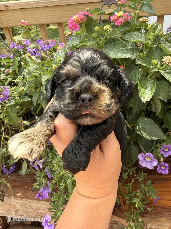 Crystal – Cocker Spaniel puppy for sale in Bay City, WI