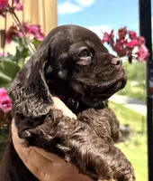 Gracie, a female Cocker Spaniel for sale in Bay City, WI – 3 of 8