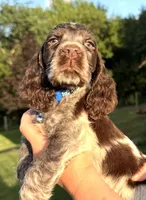 Granite, a male English Springer Spaniel for sale in Bay City, WI – 5 of 8