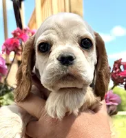 Ginger , a female Cocker Spaniel for sale in Bay City, WI – 3 of 10