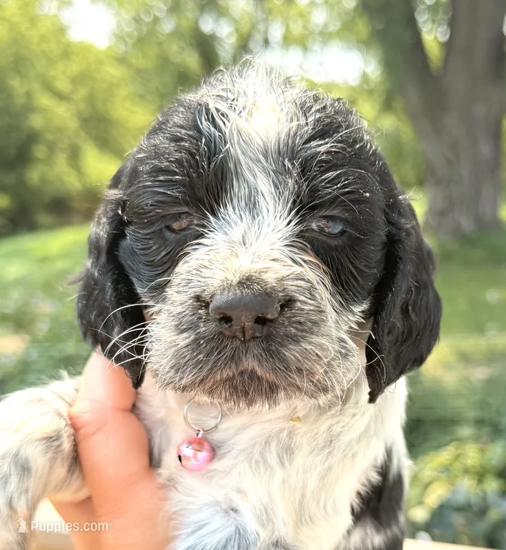 Raven  – English Springer Spaniel puppy for sale in Bay City, WI