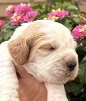 Crow , a male English Springer Spaniel for sale in Bay City, WI – 5 of 9