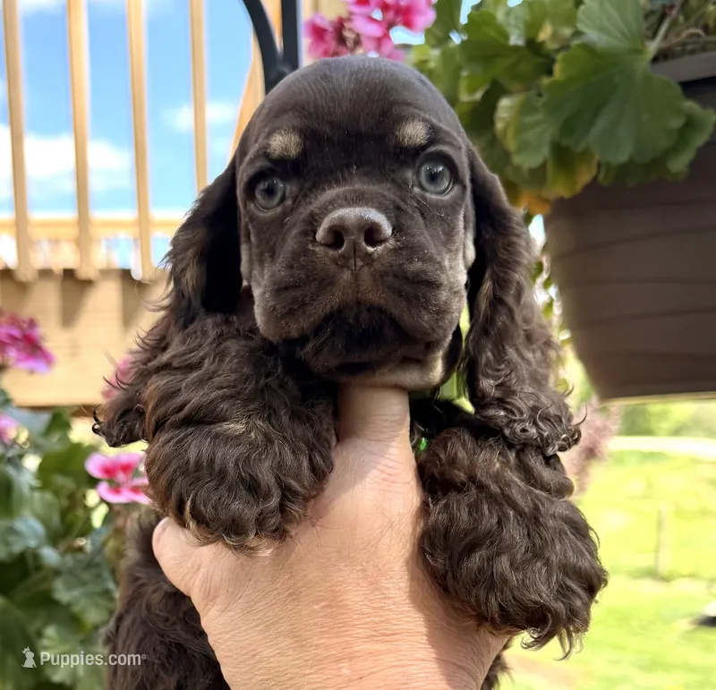 Matthew  – Cocker Spaniel puppy for sale in Bay City, WI