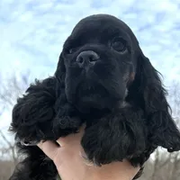 Claus, a male Cocker Spaniel for sale in Bay City, WI – Photo 4 of 9