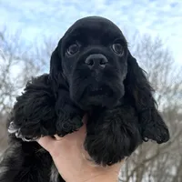 Claus, a male Cocker Spaniel for sale in Bay City, WI – Photo 9 of 9