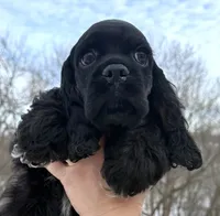 processed/7bf50128-7475-4538-a83b-dcf2c84d96f1/listing/6b54de46-6faa-45bc-b3e1-7d533c6ed733/3ebfc4cf-2a41-4781-a485-9f1a8242748e