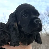 Claus, a male Cocker Spaniel for sale in Bay City, WI – Photo 8 of 9