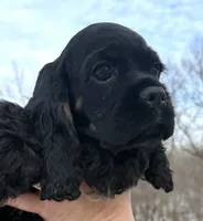 processed/7bf50128-7475-4538-a83b-dcf2c84d96f1/listing/6b54de46-6faa-45bc-b3e1-7d533c6ed733/7cc0b37b-3204-4785-bf48-e7b1eab9b64a