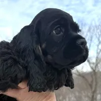 Claus, a male Cocker Spaniel for sale in Bay City, WI – Photo 3 of 9