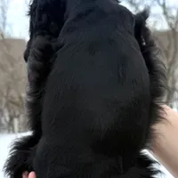 Claus, a male Cocker Spaniel for sale in Bay City, WI – Photo 7 of 9