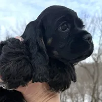 Claus, a male Cocker Spaniel for sale in Bay City, WI – Photo 1 of 9