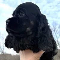 Claus, a male Cocker Spaniel for sale in Bay City, WI – Photo 5 of 9