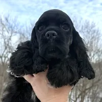 Claus, a male Cocker Spaniel for sale in Bay City, WI – Photo 6 of 9