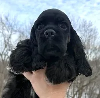 processed/7bf50128-7475-4538-a83b-dcf2c84d96f1/listing/6b54de46-6faa-45bc-b3e1-7d533c6ed733/ef2c520c-fede-48e0-9e60-923406234a4c