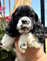 Gerald , a male Cocker Spaniel for sale in Bay City, WI – 8 of 9
