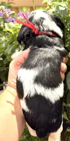 Hail, a male Cocker Spaniel for sale in Bay City, WI – 3 of 7