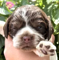 Sprinkles , a female Cocker Spaniel for sale in Bay City, WI – 2 of 10