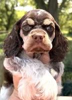 Rain , a female Cocker Spaniel for sale in Bay City, WI – 4 of 6