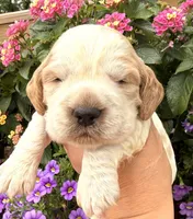 Crow , a male English Springer Spaniel for sale in Bay City, WI – 8 of 9