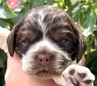 Sprinkles , a female Cocker Spaniel for sale in Bay City, WI – 5 of 10