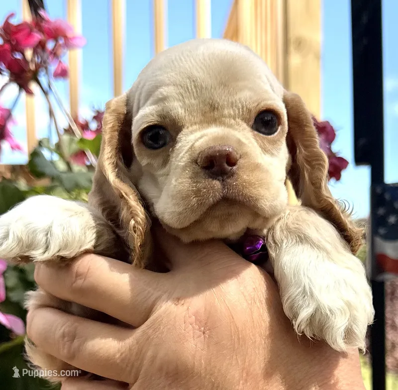 Peaches  – Cocker Spaniel puppy for sale in Bay City, WI