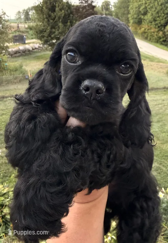 Carter  – Cocker Spaniel puppy for sale in Bay City, WI