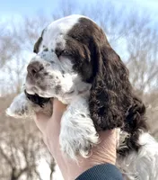 Summit , a male Cocker Spaniel for sale in Bay City, WI – Photo 4 of 9