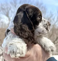 Summit , a male Cocker Spaniel for sale in Bay City, WI – Photo 6 of 9