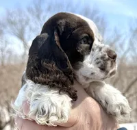 Summit , a male Cocker Spaniel for sale in Bay City, WI – Photo 7 of 9