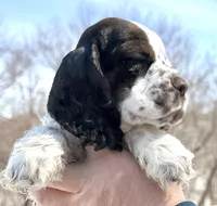 Summit , a male Cocker Spaniel for sale in Bay City, WI – Photo 5 of 9