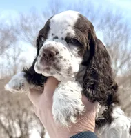 Summit , a male Cocker Spaniel for sale in Bay City, WI – Photo 8 of 9
