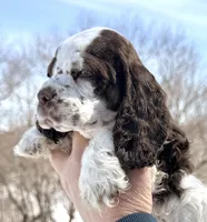 Summit , a male Cocker Spaniel for sale in Bay City, WI – Photo 9 of 9