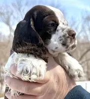 Summit , a male Cocker Spaniel for sale in Bay City, WI – Photo 3 of 9