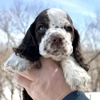 Summit , a male Cocker Spaniel for sale in Bay City, WI – Photo 2 of 9