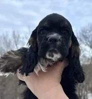 Noelle, a female Cocker Spaniel for sale in Bay City, WI – Photo 2 of 10