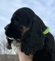 Noelle, a female Cocker Spaniel for sale in Bay City, WI – Photo 10 of 10