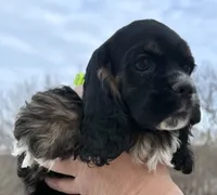 Noelle, a female Cocker Spaniel for sale in Bay City, WI – Photo 7 of 10