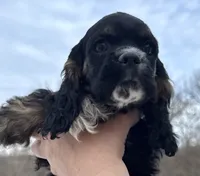 Noelle, a female Cocker Spaniel for sale in Bay City, WI – Photo 3 of 10