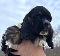 Noelle, a female Cocker Spaniel for sale in Bay City, WI – Photo 9 of 10