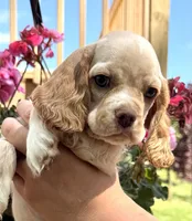 Pablo, a male Cocker Spaniel for sale in Bay City, WI – 3 of 9