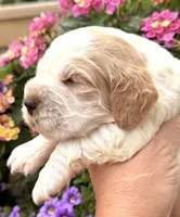 Crow , a male English Springer Spaniel for sale in Bay City, WI – 9 of 9